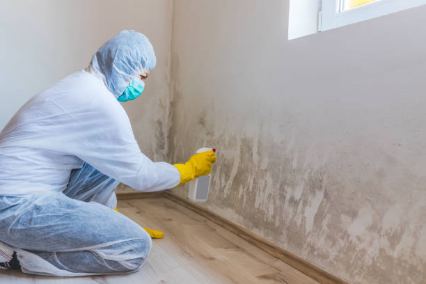 Licensed Mold Remediation service in Belleville, PA - WQB Mold Removal